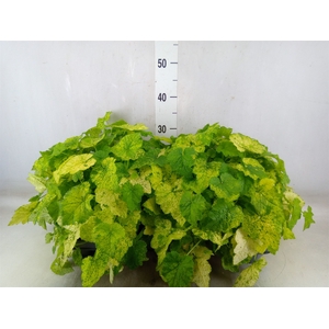 Tolmiea menziesii   ...variegated