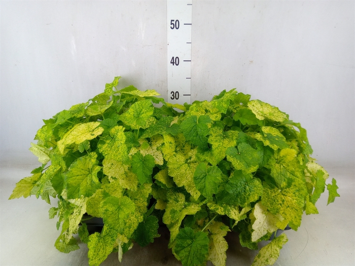 <h4>Tolmiea menziesii   ...variegated</h4>
