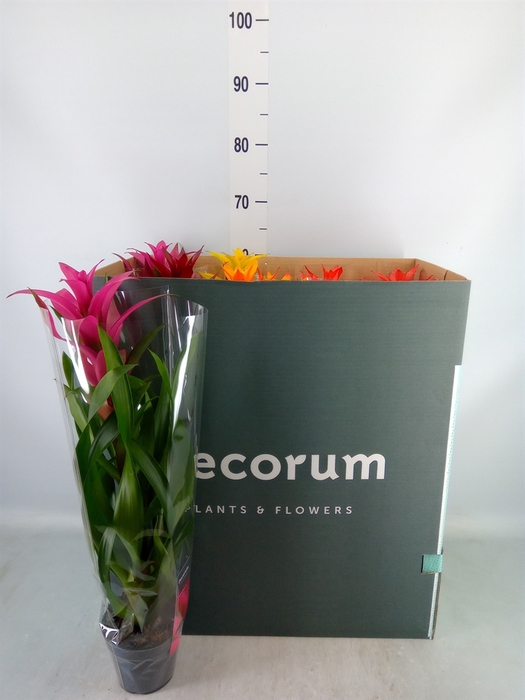 <h4>Guzmania   ...mix</h4>