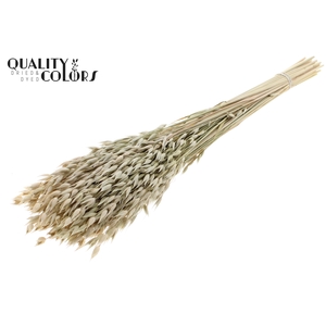 Avena Premium per bunch Natural White