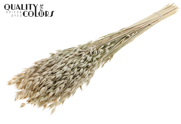 Avena Premium per bunch Natural White