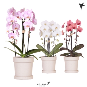 Kolibri Orchids Phalaenopsis Cascade Niagara Fall mix 2 spike in Flower pot sand
