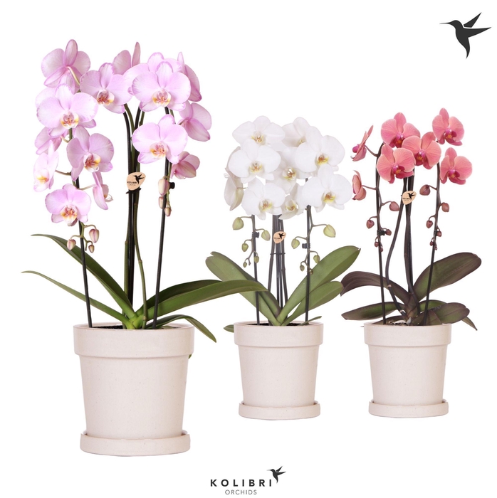 <h4>Kolibri Orchids Phalaenopsis Cascade Niagara Fall mix 2 spike in Flower pot sand</h4>