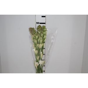 ANGELICA 080 CM