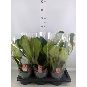 Medinilla magn. 'Flamenco'