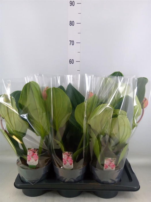 <h4>Medinilla magn. 'Flamenco'</h4>