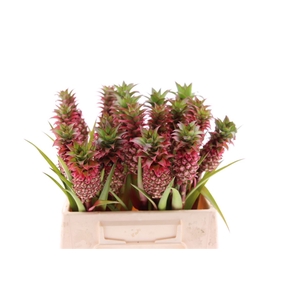 Ananas Anaue