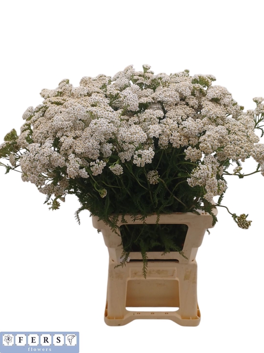 <h4>ACHIL M WHITE BEAUTY</h4>