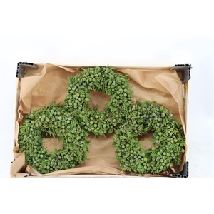 Wr Sierfruit Juniperus Green 20cm