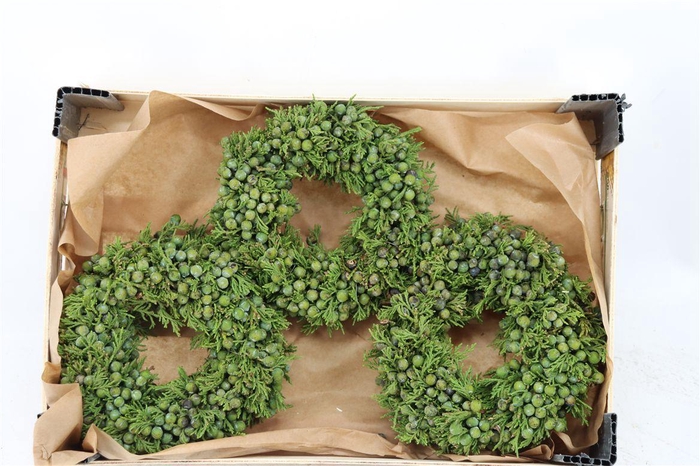 <h4>Wr Sierfruit Juniperus Green 20cm</h4>