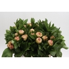 Paeonia Lois Choice