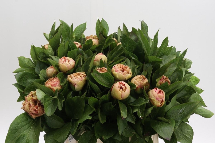 Paeonia Lois Choice