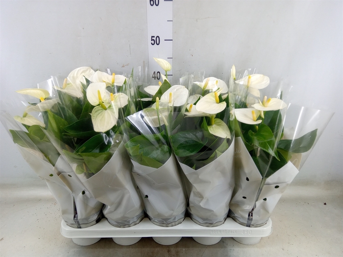 <h4>Anthurium andr. 'Cocos'</h4>