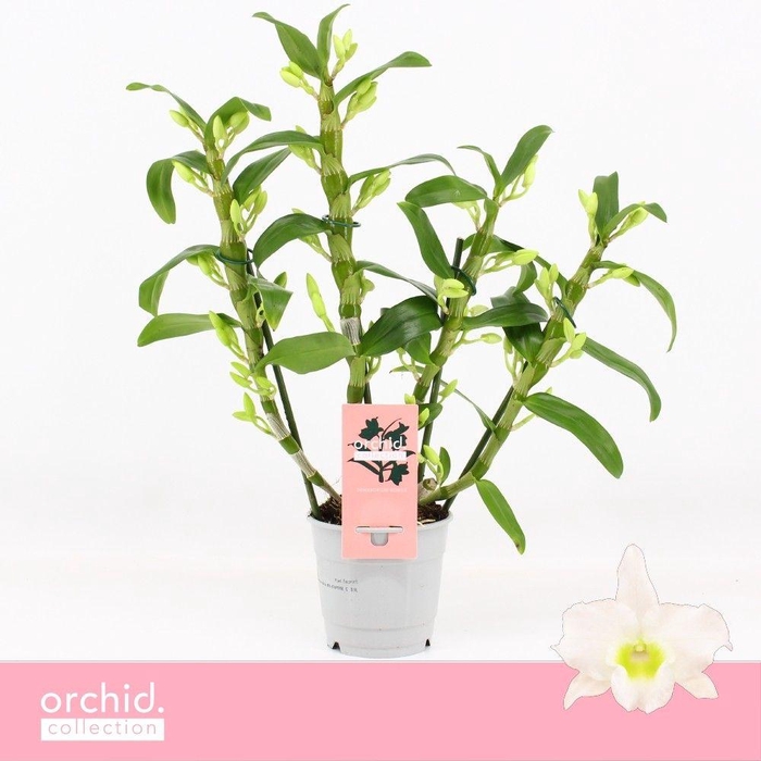 <h4>Dendrobium Nobilé, Apollon 4-spike Compact 'Orchid Collection'</h4>