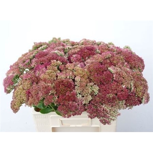 Sedum Spectabile