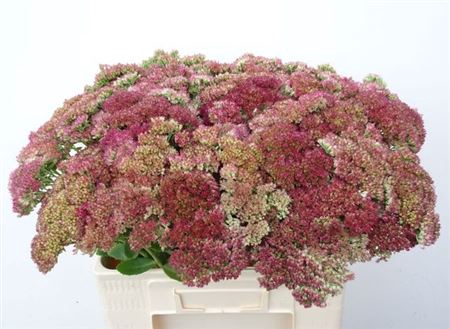 <h4>Sedum Spectabile</h4>