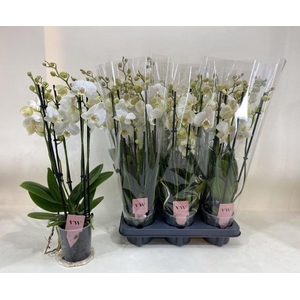 Phal An Inverness