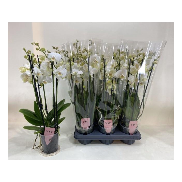 <h4>PHAL AN INVERNESS</h4>