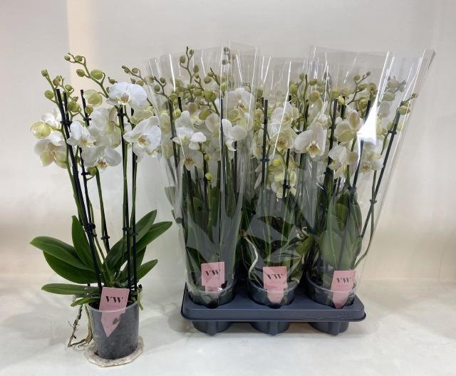 <h4>PHAL AN INVERNESS</h4>