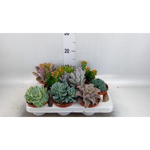 Echeveria   ...mix