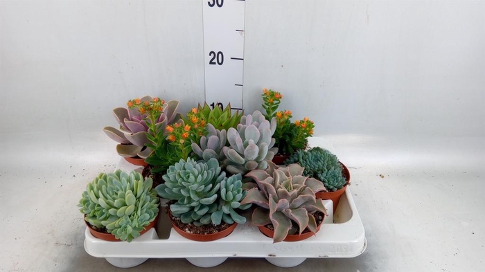 <h4>Echeveria   ...mix</h4>
