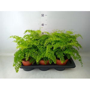 Adiantum raddi. 'Fragrans'