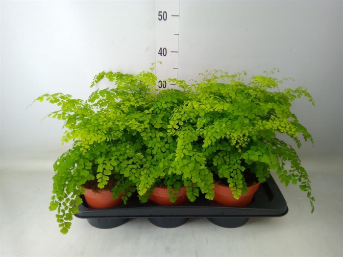 <h4>Adiantum raddi. 'Fragrans'</h4>