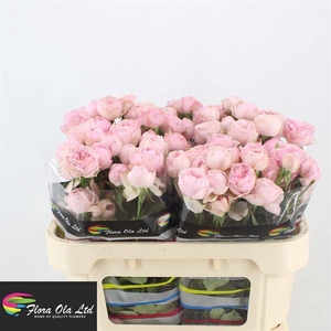 R Tr Mansfield Pink Park Flora Ola