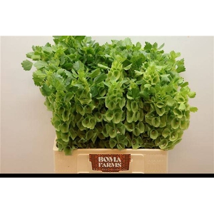 MOLUCCELLA STUK
