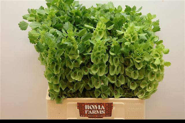 <h4>MOLUCCELLA STUK</h4>