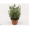 Lavandula Stoechas White