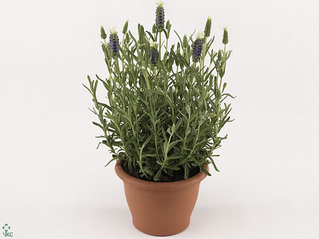 Lavandula Stoechas White