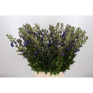 Aconitum Arendsii