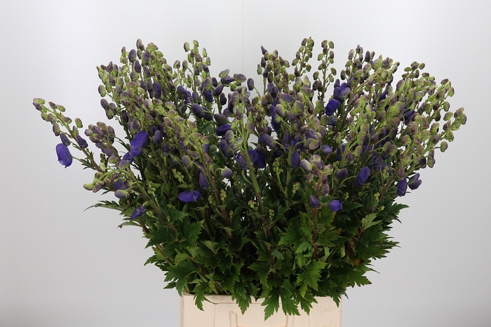 <h4>Aconitum Arendsii</h4>