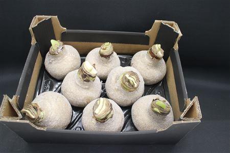 <h4>Amaryllis Bol Goud Glitter</h4>