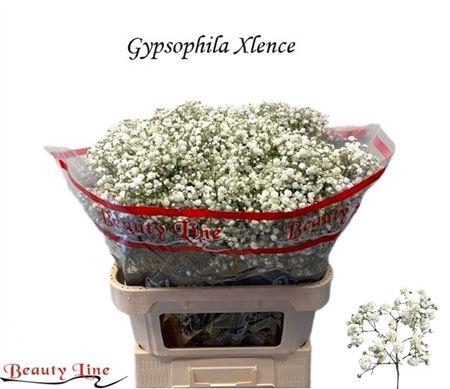 <h4>Gyps Pa Xlence</h4>