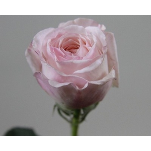 Rosa large austin keira