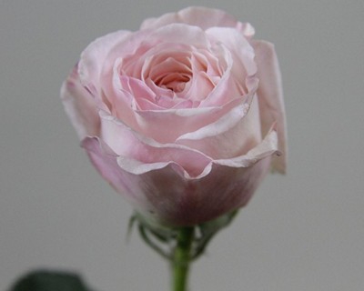 Rosa large austin keira