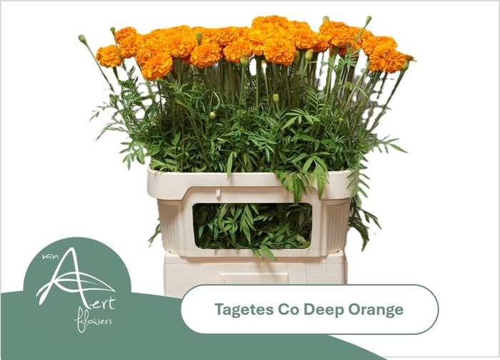<h4>TAGE E CO DEEP ORANG</h4>
