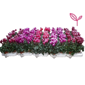 Cyclamen- FANTASIA OP KLEUR PER LAAG