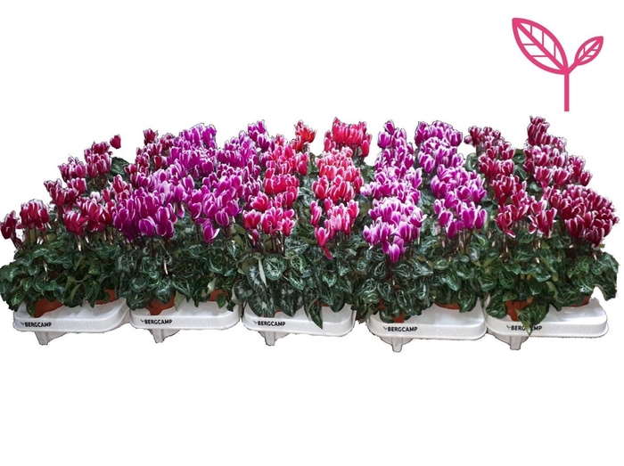<h4>Cyclamen- FANTASIA OP KLEUR PER LAAG</h4>
