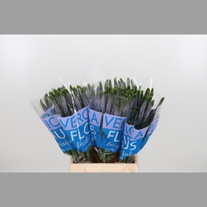 Veron Smart June Milka