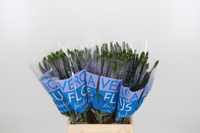 <h4>Veron Smart June Milka</h4>