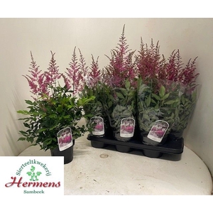 ASTILB YOUNIQ LILAC
