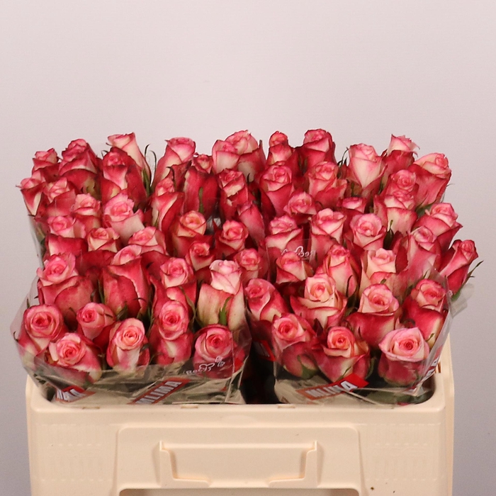 <h4>R GR SPARK CONDOR</h4>