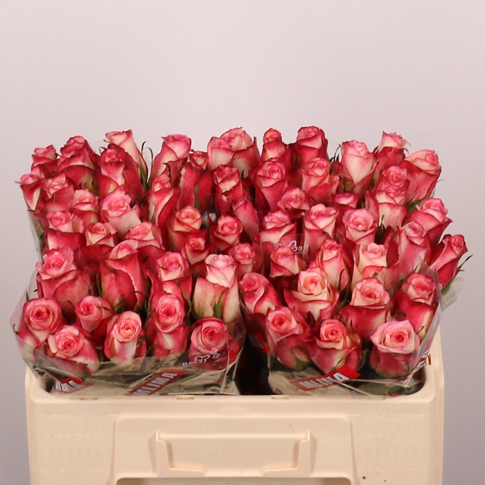 <h4>R GR SPARK CONDOR</h4>