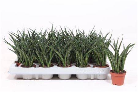 Sansevieria Fernwood Punk