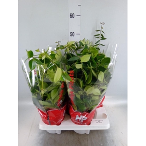 Aeschynanthus   ...