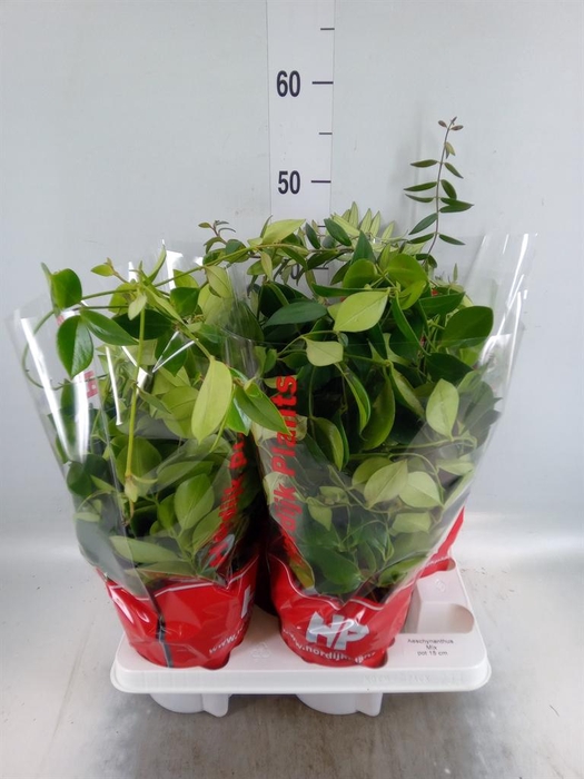 <h4>Aeschynanthus ...</h4>