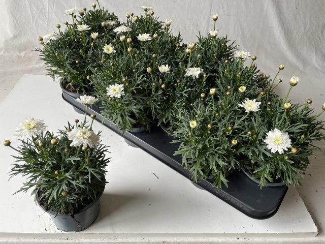 <h4>ARG MAD WHITE</h4>